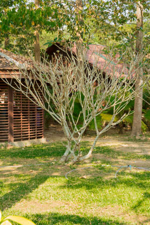 Cambodia. South-East Asia. The natural scenery. Flowers and Plants.の写真素材