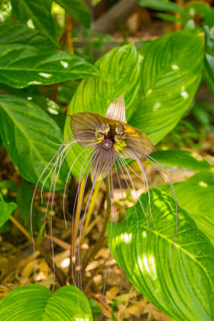 Thailand. Phuketの写真素材