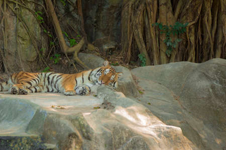 Thailand. Southeast Asia. Natural scenery. Exotic Flora and Fauna.の写真素材