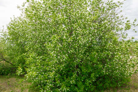 white cherries 