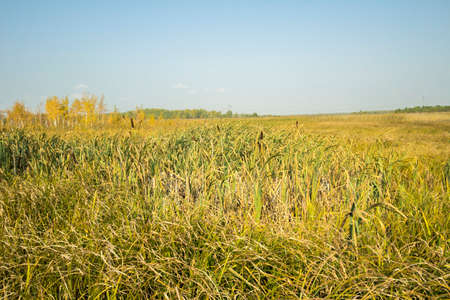 Field in the vicinity of the city of Chelyabinsk.