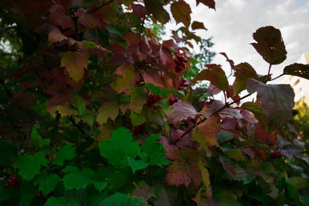 Russia. Neighborhood of the city of Tyumen.の写真素材