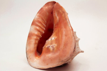 Sea shell of Avstralii.Prislonya shell to your ear can hear sounds of the seaの写真素材