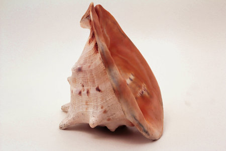 Sea shell of Avstralii.Prislonya shell to your ear can hear sounds of the sea