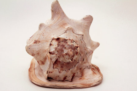 Sea shell of Avstralii.Prislonya shell to your ear can hear sounds of the seaの写真素材