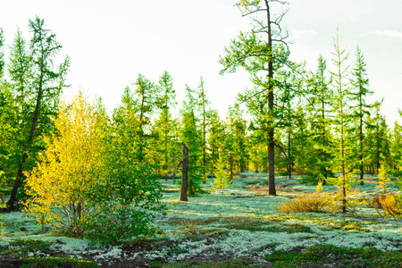 Two days in the far north and surroundings Nadymの写真素材