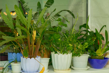 Potted flowers in pots on the windowsillの写真素材