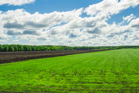 Summer landscape in the midst of the Siberian summerの写真素材