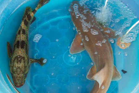 Exotic food, drinks and seafood Southeast Asia.の写真素材