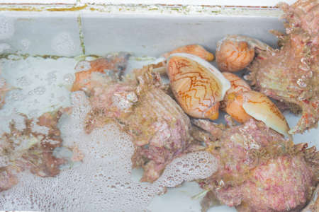 Exotic food, drinks and seafood Southeast Asia.の写真素材