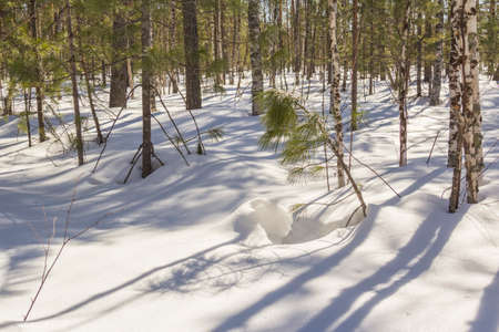 Woman in autumn winter forest skiing dayの写真素材