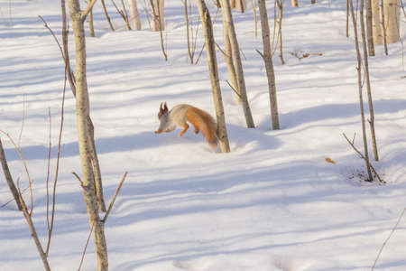 Meeting in the woodsの写真素材