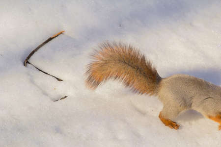 Meeting in the woodsの写真素材