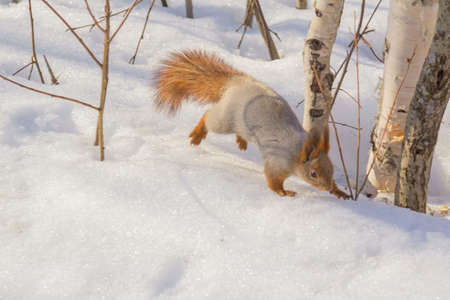 Meeting in the woodsの写真素材