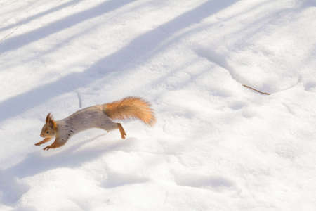 An unexpected encounter with a squirrel in a forest.の写真素材