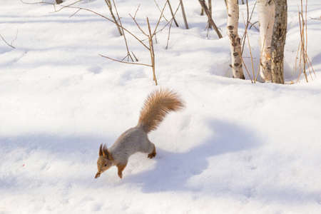 An unexpected encounter with a squirrel in a forest.の写真素材