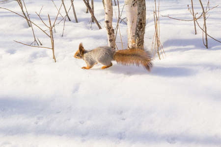 An unexpected encounter with a squirrel in a forest.の写真素材