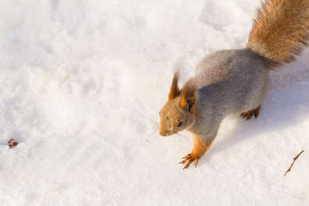 An unexpected encounter with a squirrel in a forest.の写真素材
