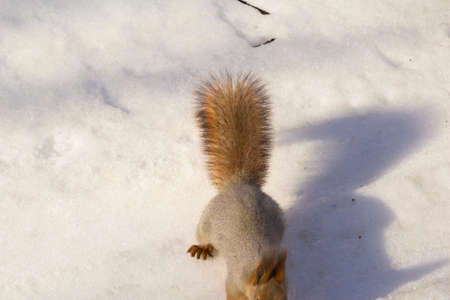 An unexpected encounter with a squirrel in a forest.の写真素材
