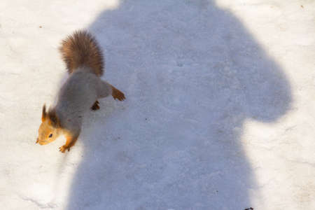 An unexpected encounter with a squirrel in a forest.の写真素材