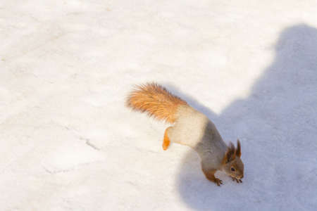 An unexpected encounter with a squirrel in a forest.の写真素材