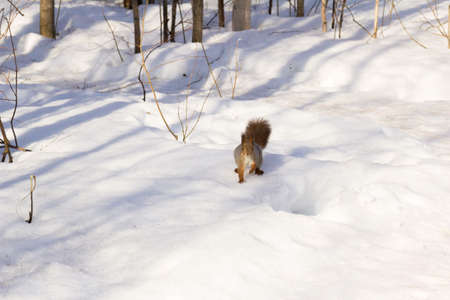 An unexpected encounter with a squirrel in a forest.の写真素材