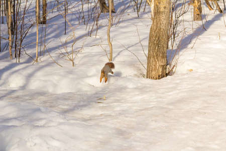 An unexpected encounter with a squirrel in a forest.の写真素材