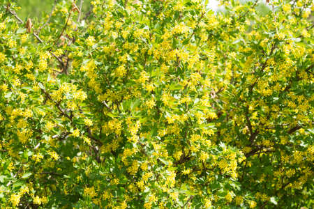 Various types of flowers and plants of Egyptの写真素材