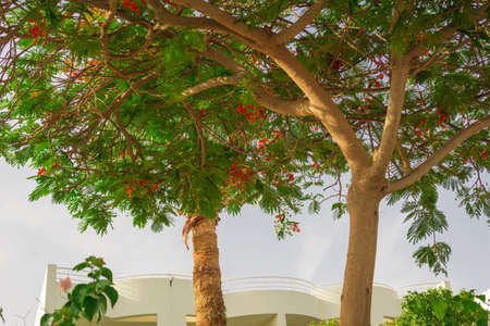Various types of flowers and plants of Egypt