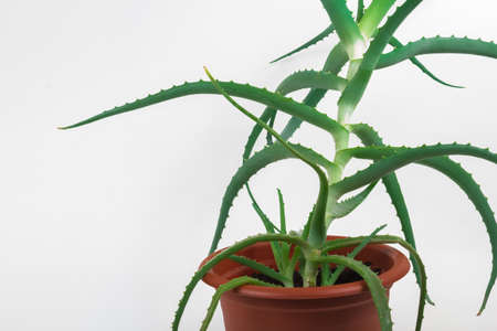 Aloe vera in a brown pot on a white backgroundの写真素材