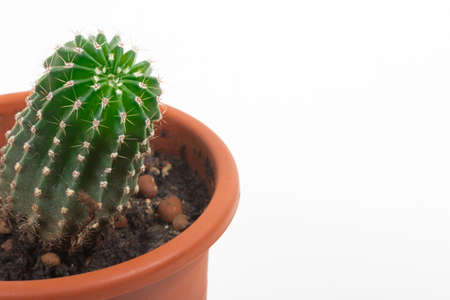 Cactus in a brown pot on a white backgroundの写真素材