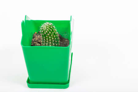 Cactus in a brown pot on a white backgroundの写真素材