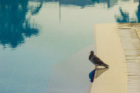 Dove clear hot day splashing in the pool. Egypt.の写真素材