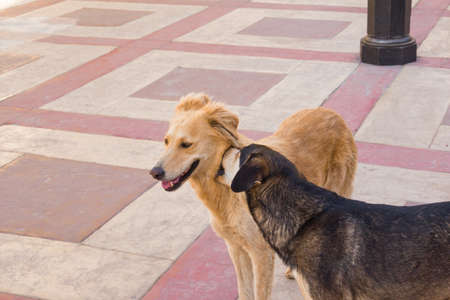 Two Egyptian dogs playing on the sidewalkの写真素材
