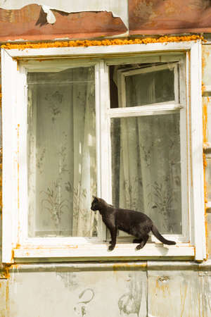 Black cat on a windowsill stalking preyの写真素材