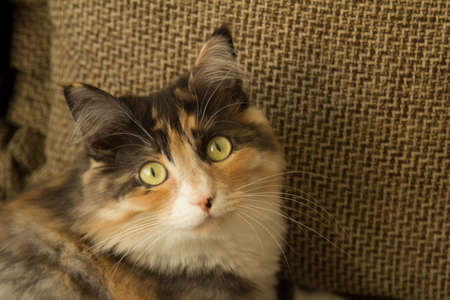 Motley cat posing in front of cameras.の写真素材
