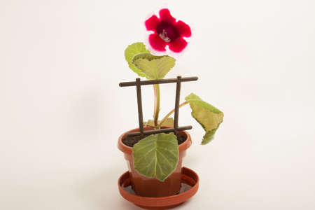 Impatiens terry fairy of flowers on a white backgroundの写真素材