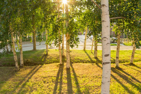 Walking through the city square in the rays of the setting sunの写真素材