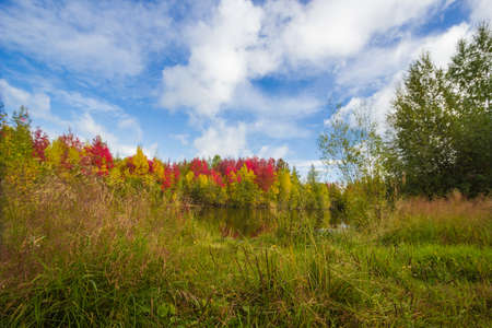 Autumn painted the trees and grass with colored paints