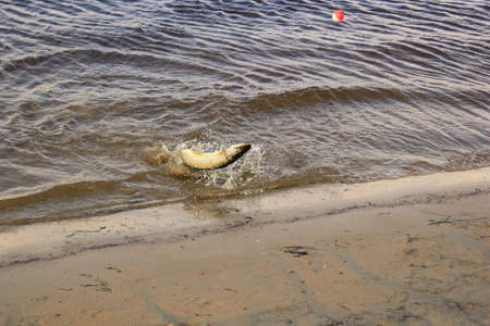 Fisherman caught a big pike on spinningの写真素材