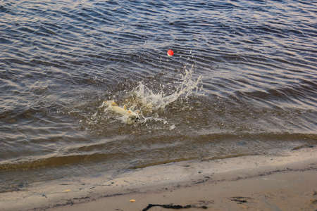 Fisherman caught a big pike on spinningの写真素材