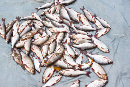 Live roach caught on bait on fishing oilcloth