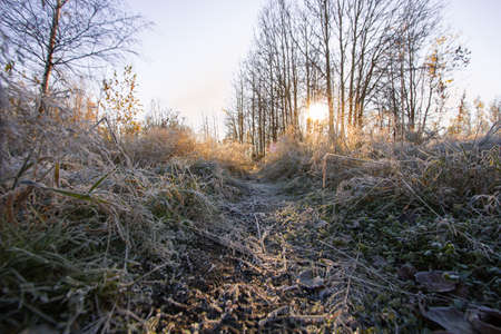 Edge of autumn forest bright sunny morningの写真素材