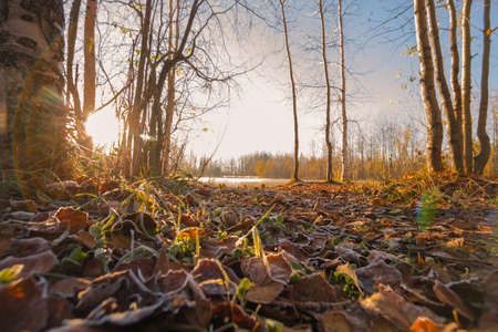 Edge of autumn forest bright sunny morningの写真素材