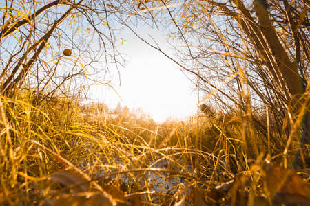 Edge of autumn forest bright sunny morning