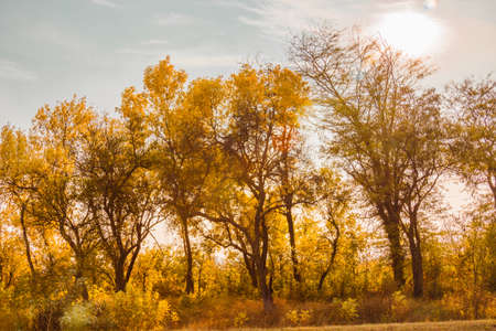 Walking through the autumn city park. Autumn painted the trees and grass with colored paintsの写真素材