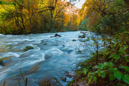 Travel Republic of Abkhazia Mountain river flowing through the forest undergrowthの写真素材