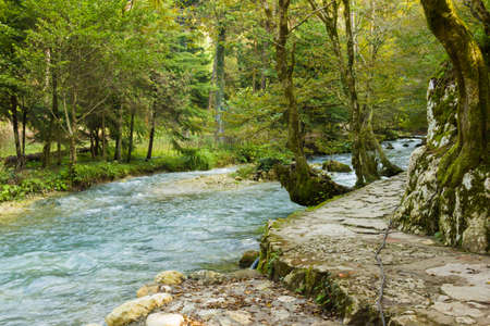 Travel Republic of Abkhazia Mountain river flowing through the forest undergrowthの写真素材