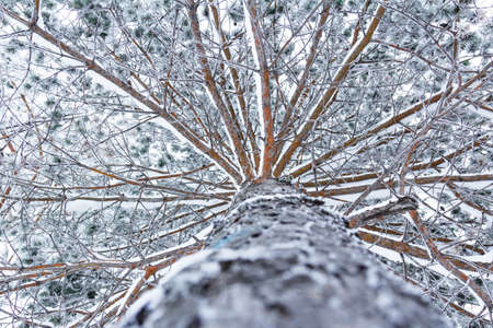 The trunk and branches of a pine covered with snow against the sky