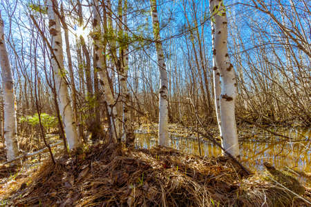 Landscape spring forest after the snow melted lastの写真素材